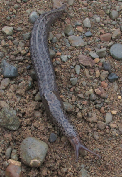 Photo of Limax maximus by <a href="http://morrisoncreek.org/">Kathryn Clouston</a>